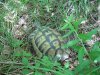 Средиземноморская черепаха Никольского - редкий охраняемый вид, обитающий на территории Анапского взморья